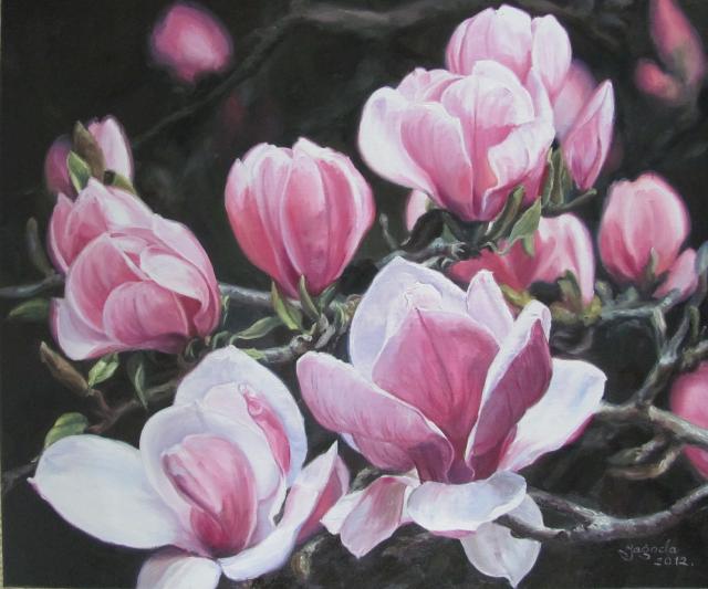 magnolia rózowa_1
